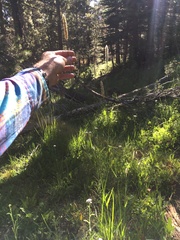 Alopecurus pratensis