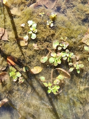 Ludwigia repens