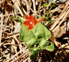Ipomoea coccinea