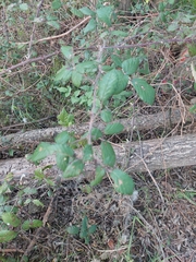 Rubus fruticosus