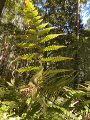 Athyriaceae