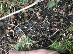 Peltigera polydactylon