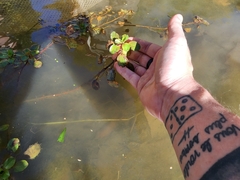 Ludwigia repens