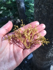 Arceuthobium americanum