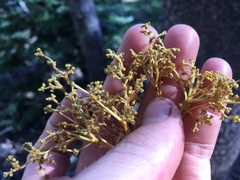 Arceuthobium americanum