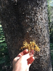 Arceuthobium americanum