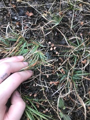 Peltigera polydactylon