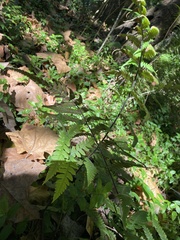 Athyriaceae
