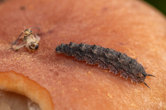 Dasysyrphus