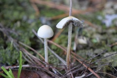 Panaeolus cyanescens