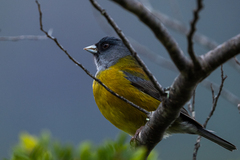 Phrygilus patagonicus