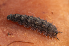 Dasysyrphus