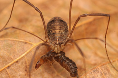 Nelima