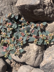 Euphorbia fendleri