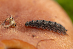 Dasysyrphus