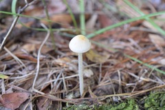 Panaeolus cyanescens