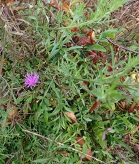 Centaurea stoebe