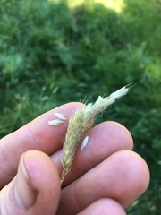 Alopecurus pratensis