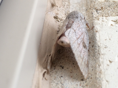 Syssphinx heiligbrodti