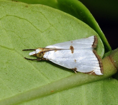 Argyria lacteella