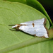 Southern Milky Argyria Moth - Photo (c) faluke, some rights reserved (CC BY-NC), uploaded by faluke