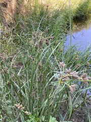 Bolboschoenus maritimus