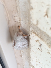 Syssphinx heiligbrodti