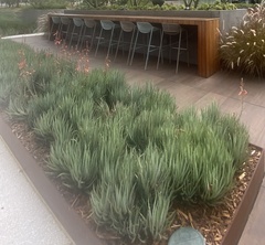 Haworthiopsis fasciata