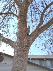 Sciurus carolinensis