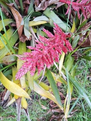Aechmea distichantha