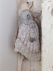 Syssphinx heiligbrodti