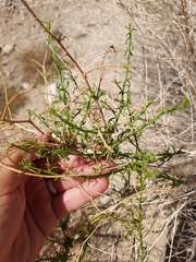 Ambrosia salsola