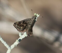 Hesperopsis gracielae