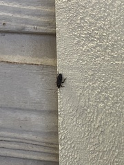 Melacoryphus lateralis