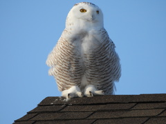 Bubo scandiacus