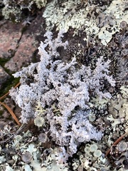 Stereocaulon saxatile