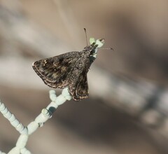 Hesperopsis gracielae