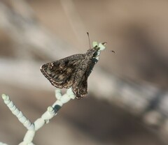 Hesperopsis gracielae