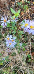 Symphyotrichum puniceum