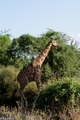 Giraffa camelopardalis reticulata