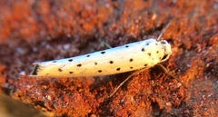 Yponomeuta cagnagella