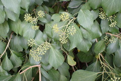 Hedera helix
