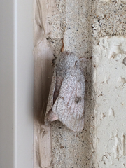 Syssphinx heiligbrodti