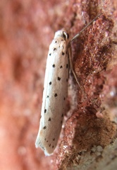 Yponomeuta cagnagella
