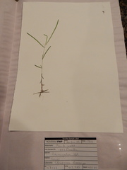 Potamogeton obtusifolius