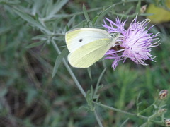 Pieris