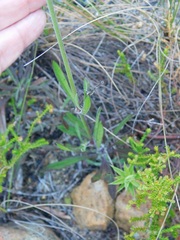 Silene burchellii