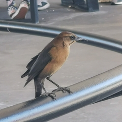 Quiscalus major westoni