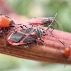 Caenocoris nerii