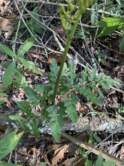 Sceptridium biternatum